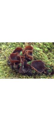자갈색쟁반버섯(자갈색주발버섯) (Pachyella celtica (Boud.) Häffn. > Peziza celtica)