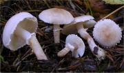 흰분말낭피버섯 (Cystoderma carcharias (Pers.) Fayod)