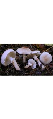 흰분말낭피버섯 (Cystoderma carcharias (Pers.) Fayod)
