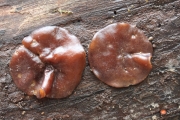 방패꼴쟁반버섯 (Pachyella clypeata (Schew.) Gal)