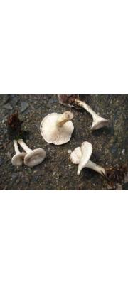 바랜황색깔때기버섯 (Clitocybe truncicola (Pk.) Sacc.)