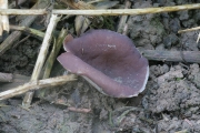 모래주발버섯 (Peziza arenaria Osbeck)