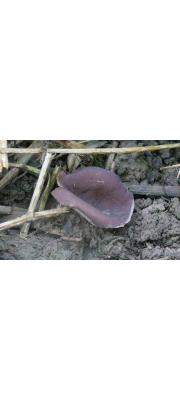 모래주발버섯 (Peziza arenaria Osbeck)