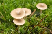 회색얇은깔때기버섯(회색깔때기버섯) (Clitocybe vibecina (Pk.) Quél.  > Clitocybe nebularis)