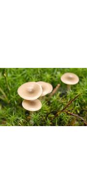 회색얇은깔때기버섯(회색깔때기버섯) (Clitocybe vibecina (Pk.) Quél.  > Clitocybe nebularis)