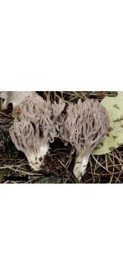 회색볏싸리버섯 (Clavulina cinerea (Bull.) J. Schröt)