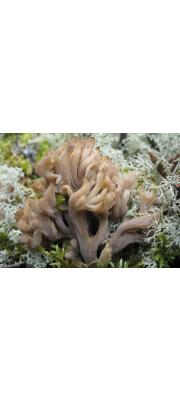 볏싸리버섯 (Clavulina coralloides (L.) Schroet.  > Clavulina cristata (Holmsk.) Schroet.)