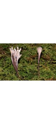 흰볏싸리버섯 (Clavulina ornatipes (Peck) Coner)