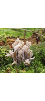 주름볏싸리버섯 (Clavulina rugosa (Bull.) Schroet.)