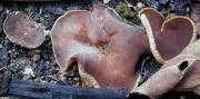 숯가마주발버섯 (Peziza echinospora Peziza  Karst.)