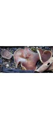숯가마주발버섯 (Peziza echinospora Peziza  Karst.)