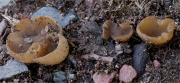 과립주발버섯 (Peziza granulosa Schum.)