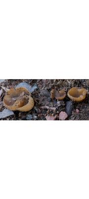 과립주발버섯 (Peziza granulosa Schum.)