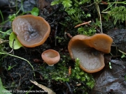 배꼽주발버섯 (Peziza limnaea Maas G.)