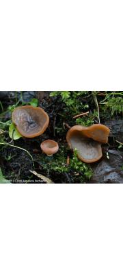 배꼽주발버섯 (Peziza limnaea Maas G.)