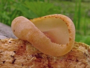 짧은대주발버섯 (Peziza micropus Pers.)