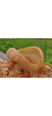 짧은대주발버섯 (Peziza micropus Pers.)