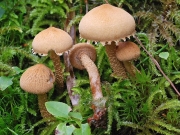 귤낭피버섯 (Cystoderma fallax A.H. Sm. & Sing.)