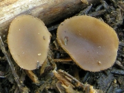 받침주발버섯 (Peziza moravecii (Svrcek) Svrcek)