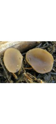 받침주발버섯 (Peziza moravecii (Svrcek) Svrcek)