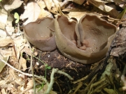 갈색주발버섯(고려주발버섯, 고리주발버섯) (Peziza phyllogena Cooke > Peziza badioconfusa Krof.)