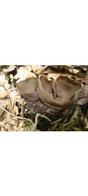 갈색주발버섯(고려주발버섯, 고리주발버섯) (Peziza phyllogena Cooke > Peziza badioconfusa Krof.)