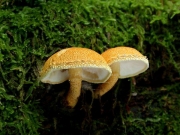 신낭피버섯 (Cystoderma neoamianthinum Hongo)