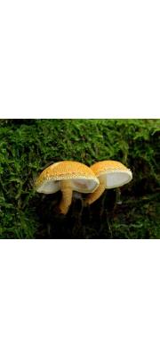 신낭피버섯 (Cystoderma neoamianthinum Hongo)