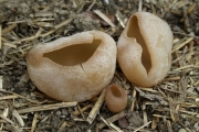 주발버섯(요강주발버섯) (Peziza vesiculosa Bull.)