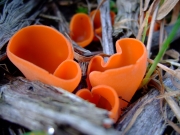 들주발버섯 (Aleuria aurantia (Fr.) Fuckel)