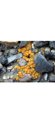 테두리솜털접시버섯(테두리털접시버섯) (Anthracobia maurilabra (Cooke) Boud.)