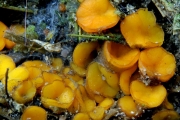 유방빵떡버섯 (Cheilymenia theleboloides (Alb. & Schw.) Boud.)