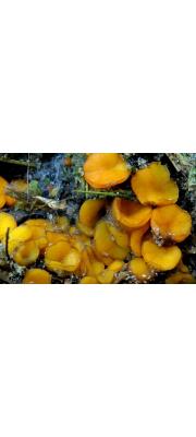 유방빵떡버섯 (Cheilymenia theleboloides (Alb. &amp; Schw.) Boud.)