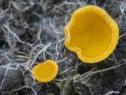 노란빵떡버섯 (Cheilymenia vitellina (Pers.) Dennis)