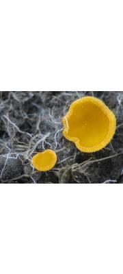 노란빵떡버섯 (Cheilymenia vitellina (Pers.) Dennis)