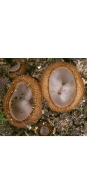 갈색사발버섯 (Humaria hemisphaerica (Wiggers) Fuckel)
