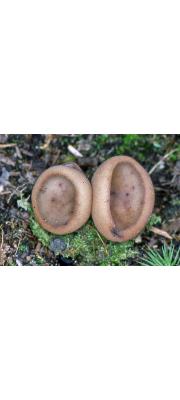 자루주발버섯(털끝자루주발버섯) (Jafnea fusicarpa (Gerard) Korf > Peziza fusicarpa Gerard)