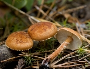 가루낭피버섯(과립갈색낭피버섯) (Cystodermella granulosa (Batsch) Harmaja(구학명:Cystoderma granulosum (Batch.) Fayod))