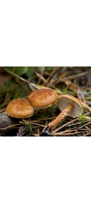 가루낭피버섯(과립갈색낭피버섯) (Cystodermella granulosa (Batsch) Harmaja(구학명:Cystoderma granulosum (Batch.) Fayod))