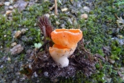 짧은대주황접시버섯 (Neottiella rutilans (Fr.) Dennis)