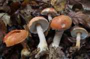 황갈색가루낭피버섯(황갈색낭피버섯) (Cystodermella cinnabarina (Alb. & Schw.) Harmaja (구학명:Cystoderma terrei (Berk. & Br.) Harmaja))