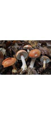 황갈색가루낭피버섯(황갈색낭피버섯) (Cystodermella cinnabarina (Alb. &amp; Schw.) Harmaja (구학명:Cystoderma terrei (Berk. &amp; Br.) Harmaja))