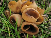 주머니째진귀버섯 (Otidea alutacea (Pers.) Massee)