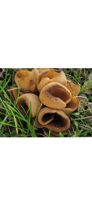 주머니째진귀버섯 (Otidea alutacea (Pers.) Massee)