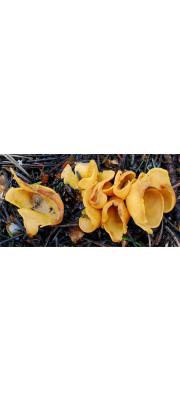 민자루째진귀버섯 (Otidea onotica (Pers.) Fuck)