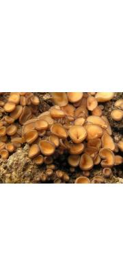 배꼽접시버섯 (Pseudombrophila deerata (P. Karst.) Seaver)