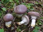 마개버섯 (Gomphidius glutinosus (Schaeff.) Fr.)