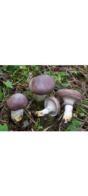 마개버섯 (Gomphidius glutinosus (Schaeff.) Fr.)