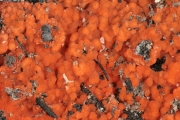 쟁반핵버섯 (Pyronema domesticum (Sow.) Sacc.)