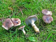 점마개버섯 (Gomphidius maculatus (Scop.) Fr.)